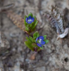 Tavaszi veronika - Veronica verna, Veronica verna, etnobotanika